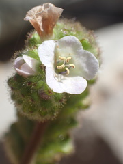 Phacelia lyonii