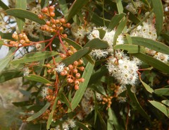 Eucalyptus gracilis