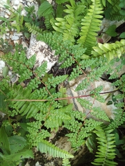 Odontosoria aculeata