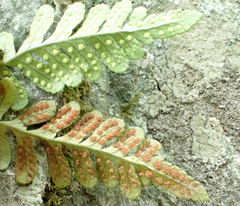 Polypodium amorphum