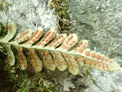 Polypodium amorphum