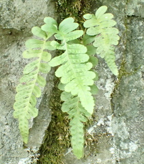 Polypodium amorphum