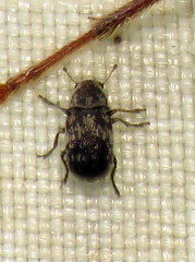 Coleoptera