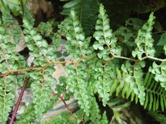 Odontosoria aculeata