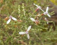 Olearia lanuginosa