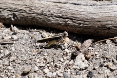 Cratypedes lateritius