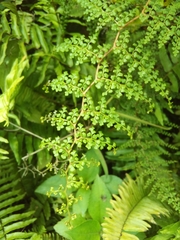 Odontosoria aculeata