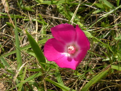 Callirhoe involucrata