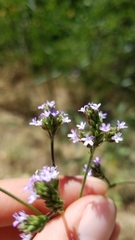 Verbena brasiliensis