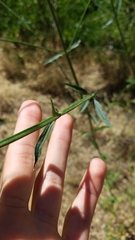 Verbena brasiliensis
