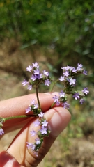 Verbena brasiliensis