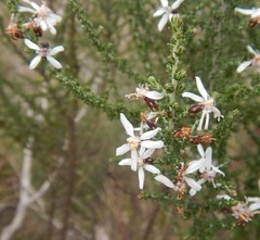 Olearia lanuginosa