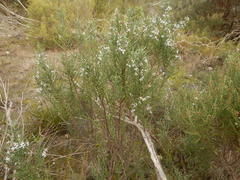 Olearia lanuginosa