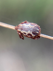 Dermacentor andersoni