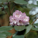 Rhododendron wallichii - Photo (c) Eric Hunt, algunos derechos reservados (CC BY-NC-ND)
