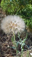 Tragopogon