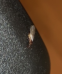 Colobopsis impressa