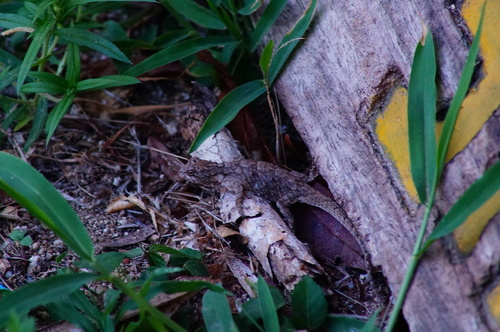 Black-nosed Lizard, Sceloporus melanorhinus