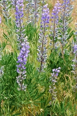 Lupinus sericeus
