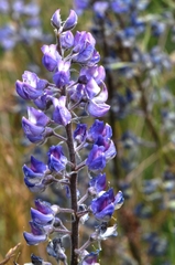 Lupinus sericeus