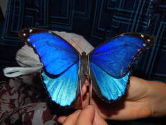 Morpho menelaus