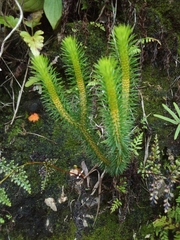 Lycopodiales