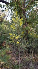 Acacia longifolia longifolia