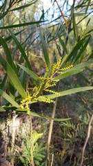 Acacia longifolia longifolia