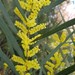Acacia longifolia longifolia - Photo (c) Dion Maple, μερικά δικαιώματα διατηρούνται (CC BY-NC), uploaded by Dion Maple