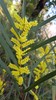 Acacia longifolia longifolia - Photo (c) Dion Maple, algunos derechos reservados (CC BY-NC), subido por Dion Maple