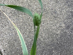 Phalaris caroliniana