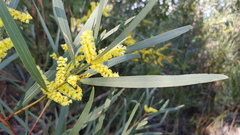 Acacia longifolia longifolia