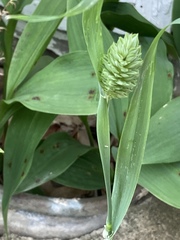 Phalaris caroliniana