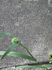 Phalaris caroliniana