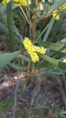 Acacia longifolia longifolia