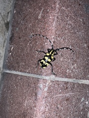 Anoplophora horsfieldii