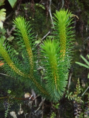 Lycopodiales