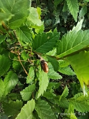 Lagria hirta