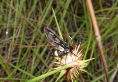 Amata sperbius