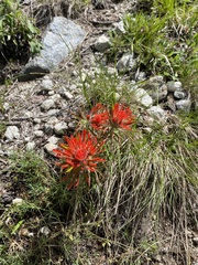 Castilleja scabrida