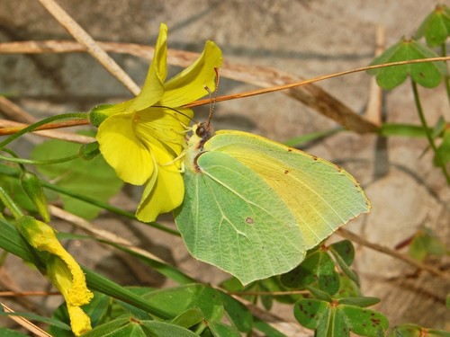Cleopatra Butterfly