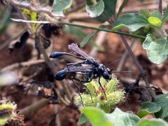Eremnophila