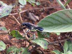 Eremnophila