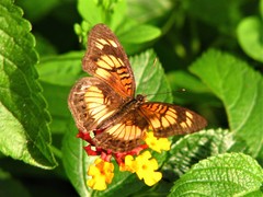 Junonia sophia sophia