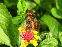 Junonia sophia sophia