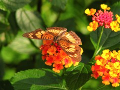 Junonia sophia sophia