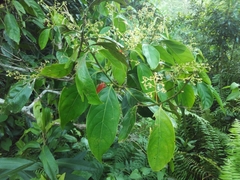 Nectandra