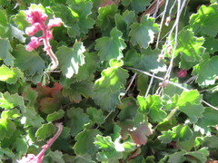 Heuchera caespitosa