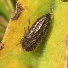 Acmaeodera