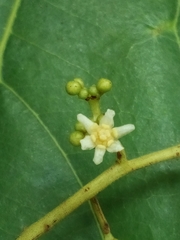 Nectandra